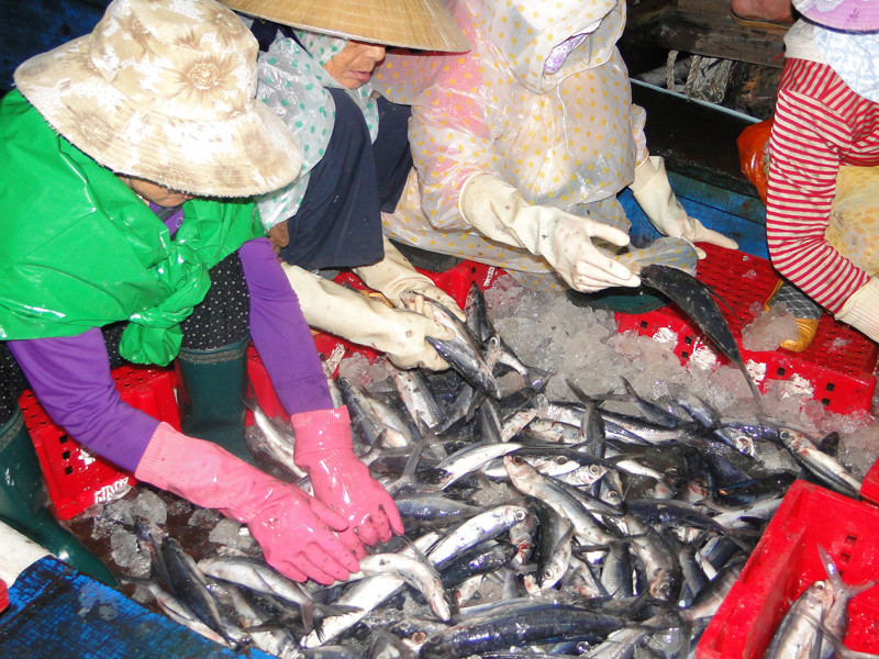 Hơn nửa tháng, tàu ông Can kiếm được hơn 200 triệu. Ảnh: Văn Chương. Hơn nửa tháng, tàu ông Can kiếm được hơn 200 triệu . Ảnh: Văn Chương