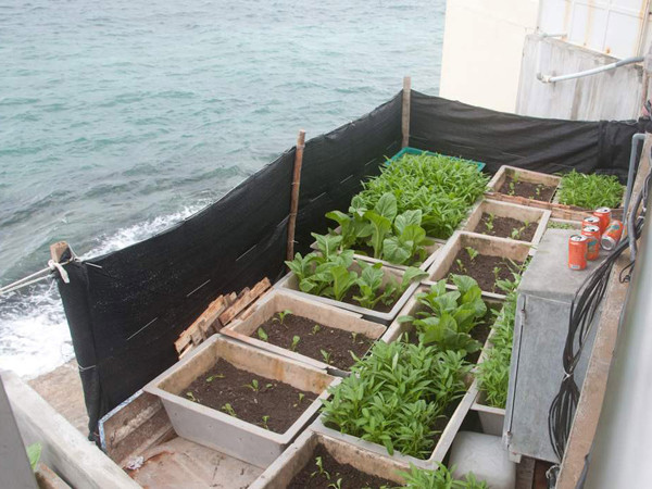 Rau xanh ở Trường Sa Ảnh: C.K