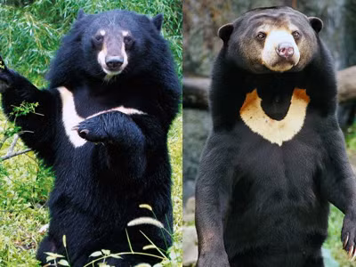 Gấu ngựa (trái) và gấu chó (phải). Ảnh: Đất Việt