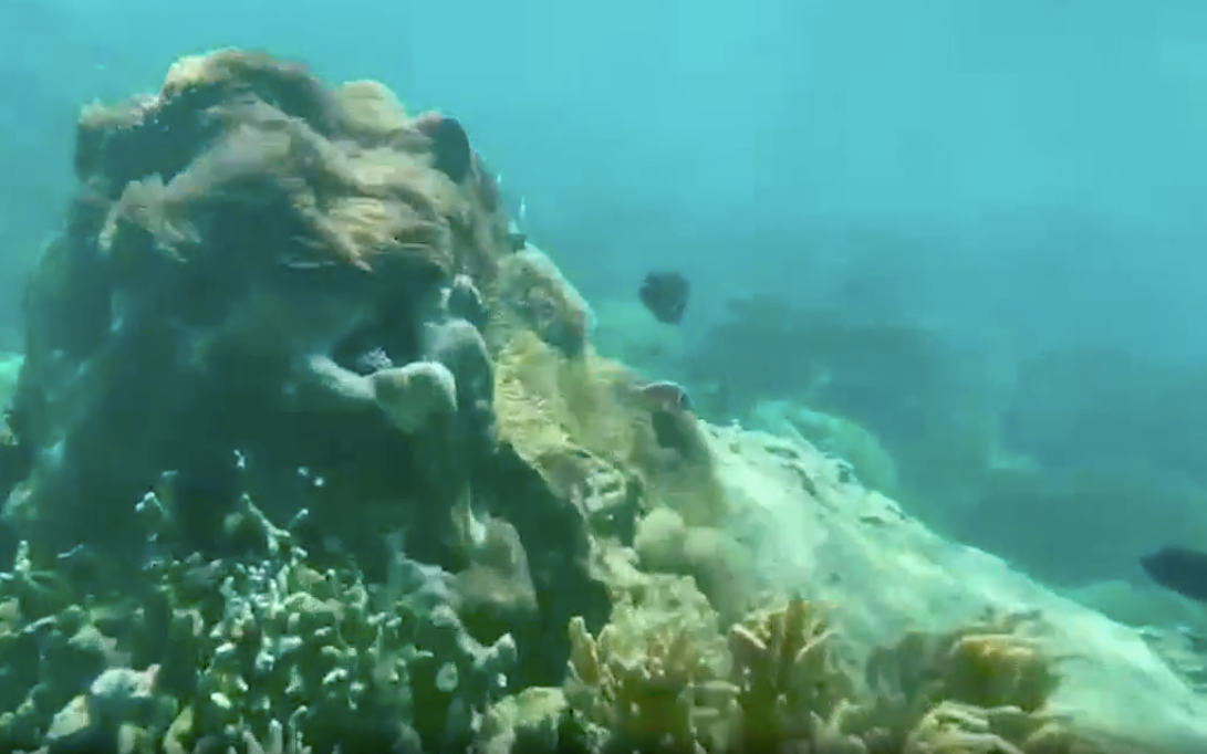 Tại phía Nam Hòn Mun, rạn san hô còn phong phú vì được bảo vệ nghiêm ngặt. Ảnh LỮ HỒ.