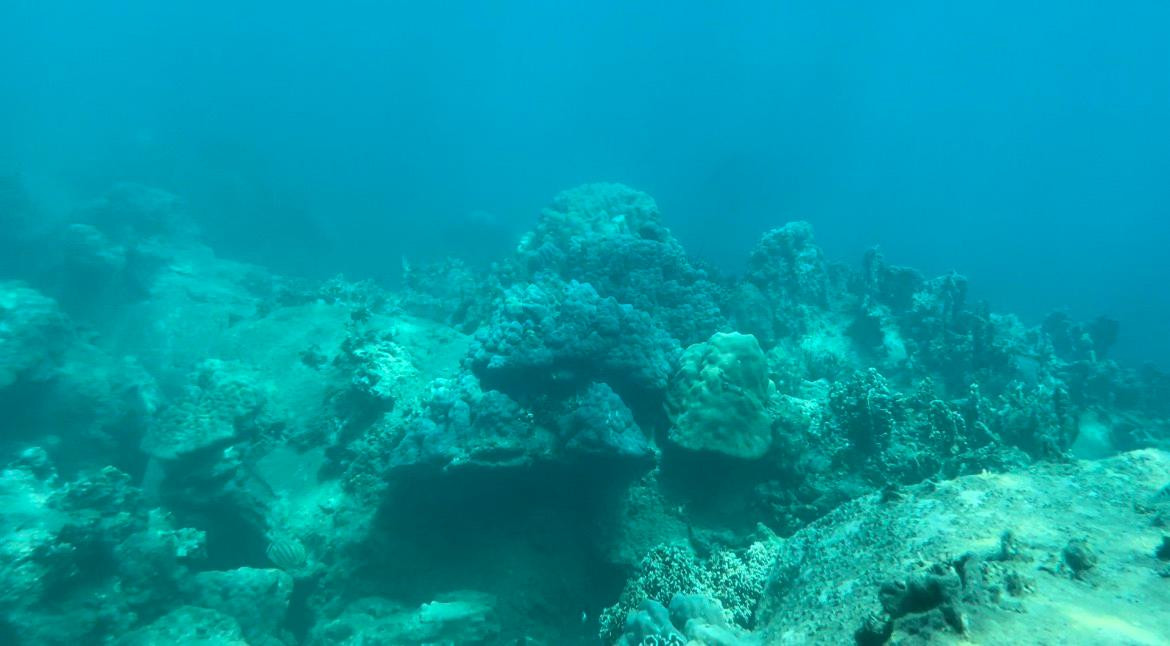 Rạn san hô chết dưới biển phía Tây Nam Hòn Mun. Ảnh LỮ HỒ