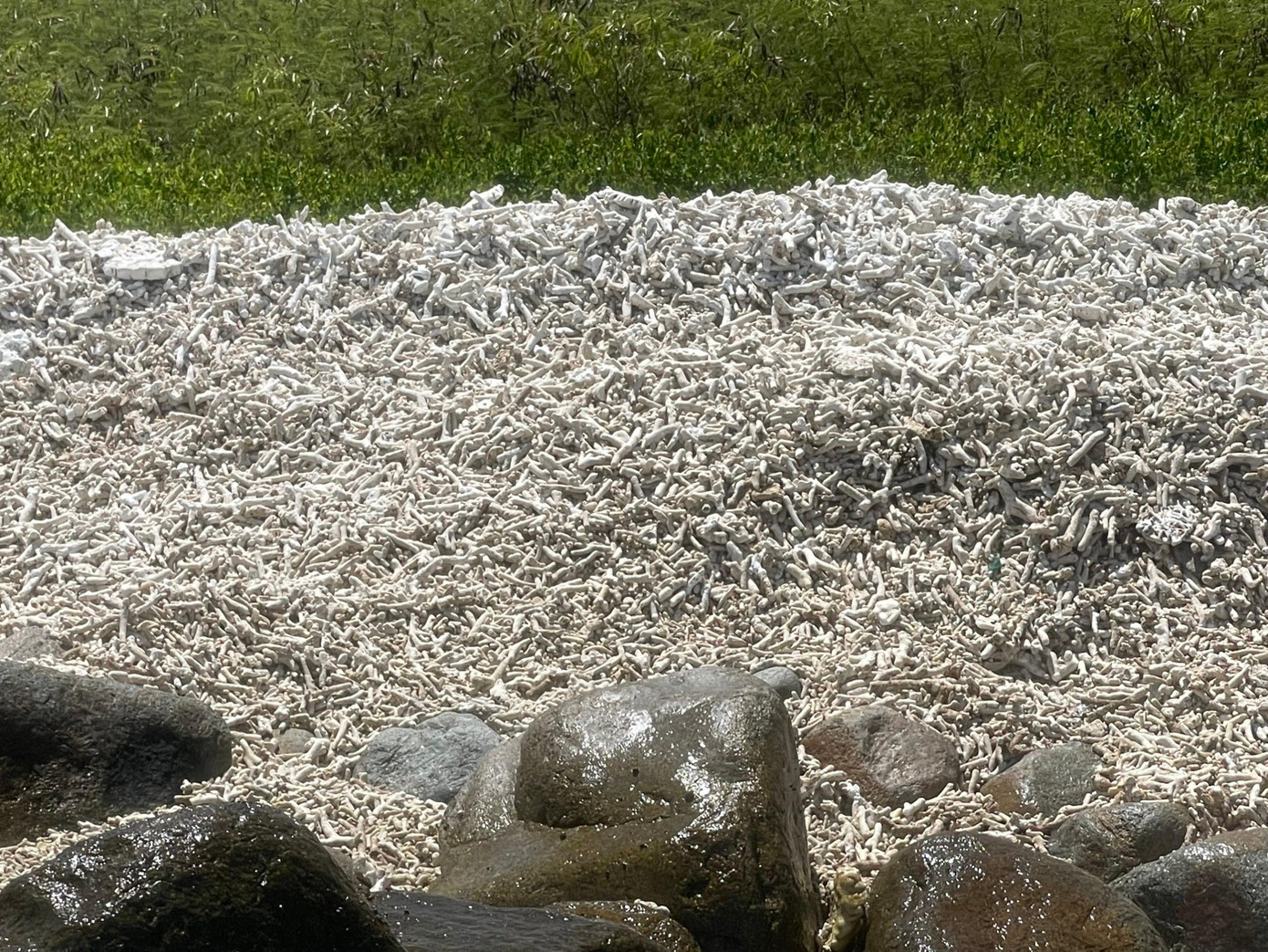 San hô bị sóng đánh trôi dạt phía cầu cảng Tây Nam Hòn Mun. Ảnh LỮ HỒ.