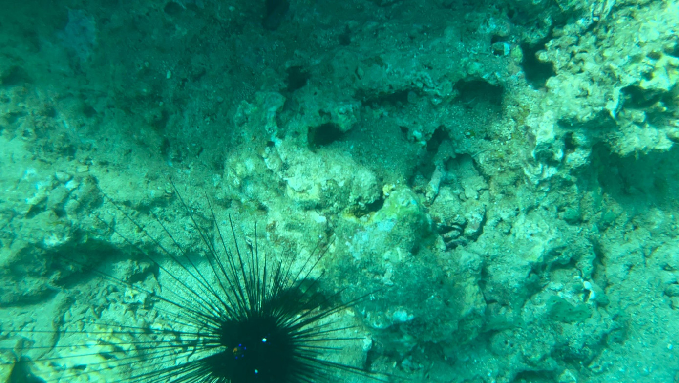 Rạn san hô chết trắng khu vực Đông Bắc Hòn Mun. Ảnh LỮ HỒ.