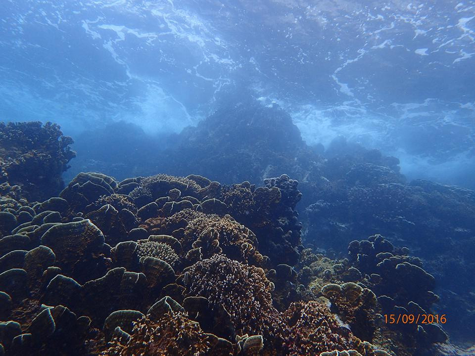 Rạn san hô phong phú trên vịnh Nha Trang được chụp năm 2016. Ảnh H.Tuấn.