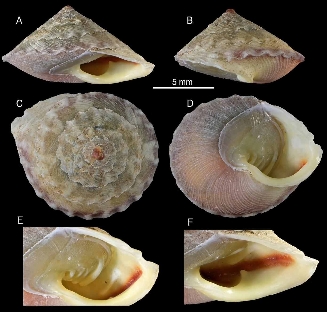 Hình ảnh mẫu chuẩn của loài Calybium plicatus. Ảnh: Nguyễn Thanh Sơn Hình ảnh mẫu chuẩn của loài Calybium plicatus. Ảnh: Nguyễn Thanh Sơn