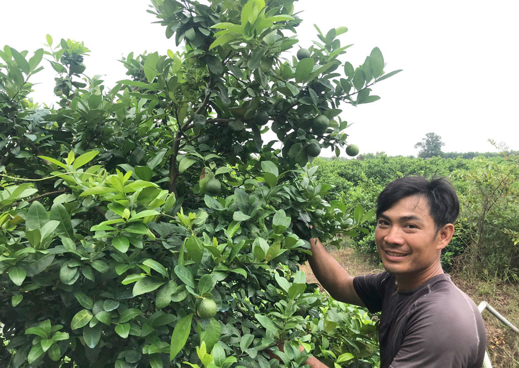 Nông dân trẻ, tỷ phú trồng chanh Nguyễn Quốc Thắng bên cánh đồng chanh bông tím cho thu nhập tiền tỷ. Mô hình trồng chanh bông tím của anh Quốc Thắng tại xã Bình Thành, huyện Đức Huệ, tỉnh Long An.