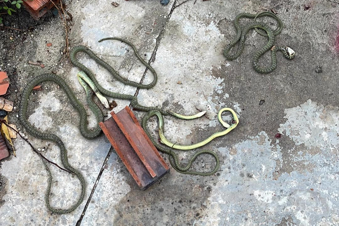 4 con rắn bò lổm ngổm trong điều hòa (Ảnh: NVCC). 4 con rắn bò lổm ngổm trong điều hòa (Ảnh: NVCC).