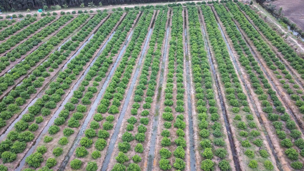 Cánh đồng chanh bông tím của nông dân trẻ, tỷ phú nông dân Nguyễn Quốc Thắng được quy hoạch bài bản, khoa học tại xã Bình Thành, huyện Đức Huệ, tỉnh Long An.