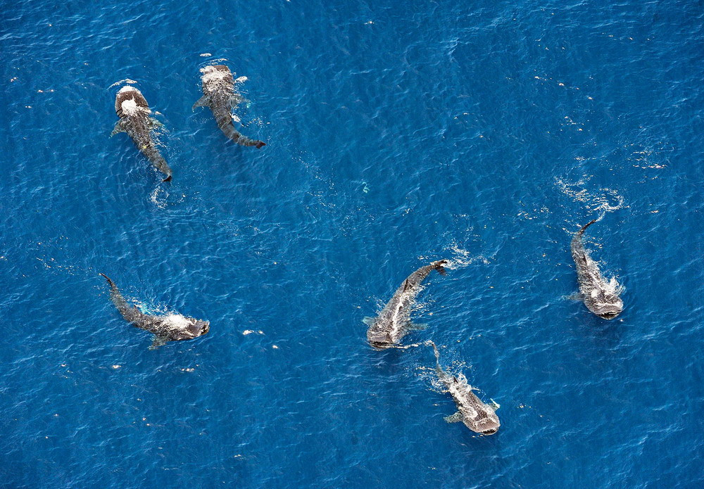 Cá mập voi đã nhiều lần mắc lưới hoặc dạt vào bờ biển Việt Nam và được các ngư dân mai táng theo nghi lễ trọng thể của người vùng biển