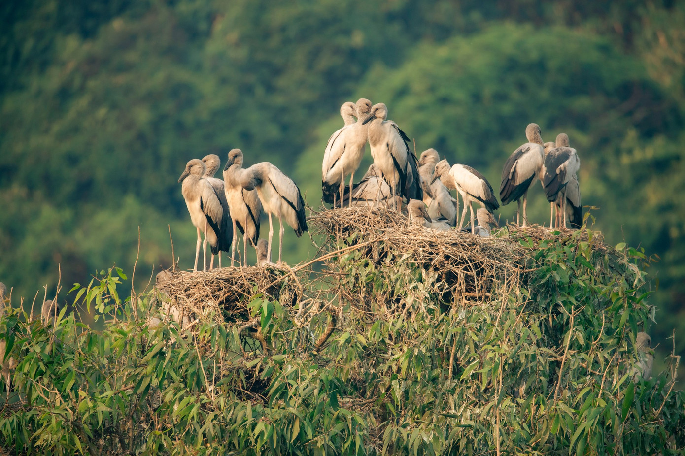 Vườn chim Vườn chim