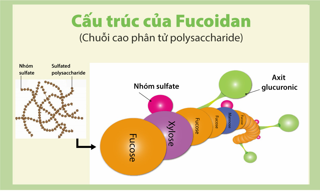 Cấu trúc phân tử của fucoidan Cấu trúc phân tử của fucoidan