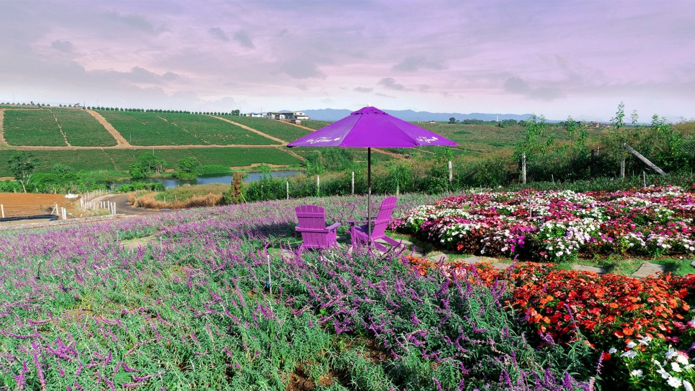 Cao nguyên trà của Lâm Đồng đang nổi lên là điểm đến glamping lý tưởng thu hút giới trẻ