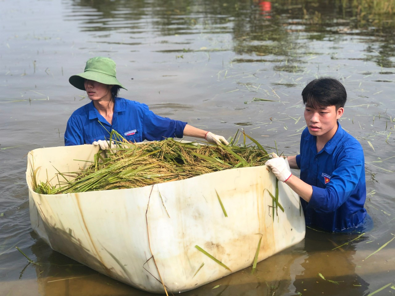 Đoàn viên, thanh niên và lực lượng vũ trang hỗ trợ người dân thu hoạch lúa tại xã Thanh Xuân, huyện Sóc Sơn Đoàn viên, thanh niên và lực lượng vũ trang hỗ trợ người dân thu hoạch lúa tại xã Thanh Xuân, huyện Sóc Sơn