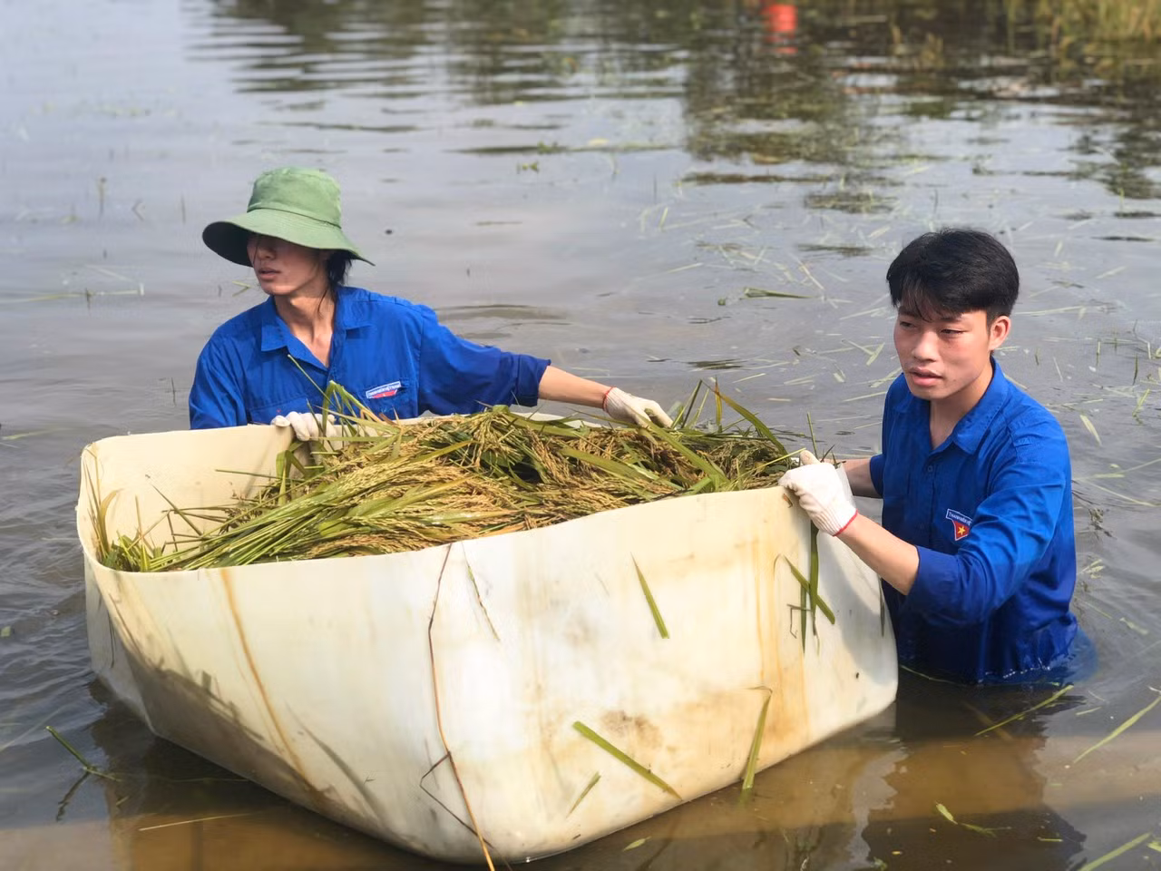 Đoàn viên, thanh niên và lực lượng vũ trang hỗ trợ người dân thu hoạch lúa tại xã Thanh Xuân, huyện Sóc Sơn