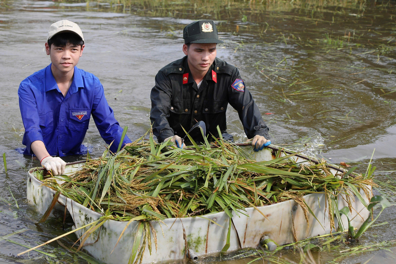 Đoàn viên, thanh niên và lực lượng vũ trang hỗ trợ người dân thu hoạch lúa tại xã Thanh Xuân, huyện Sóc Sơn Đoàn viên, thanh niên và lực lượng vũ trang hỗ trợ người dân thu hoạch lúa tại xã Thanh Xuân, huyện Sóc Sơn