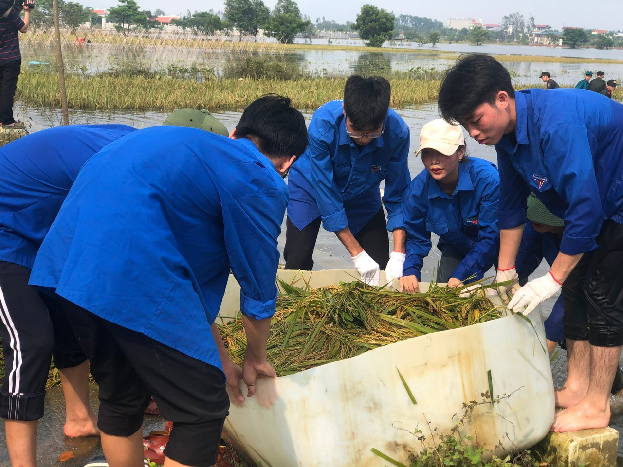 Đoàn viên, thanh niên và lực lượng vũ trang hỗ trợ người dân thu hoạch lúa tại xã Thanh Xuân, huyện Sóc Sơn Đoàn viên, thanh niên và lực lượng vũ trang hỗ trợ người dân thu hoạch lúa tại xã Thanh Xuân, huyện Sóc Sơn