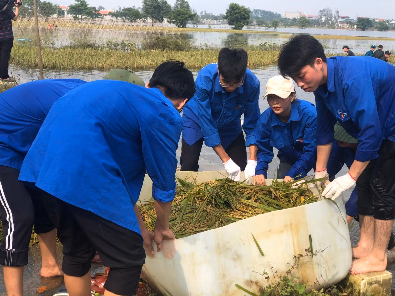 Đoàn viên, thanh niên và lực lượng vũ trang hỗ trợ người dân thu hoạch lúa tại xã Thanh Xuân, huyện Sóc Sơn