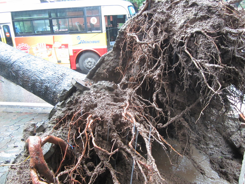 Trận mưa đêm qua khiến rễ cây không bám đất bật lên