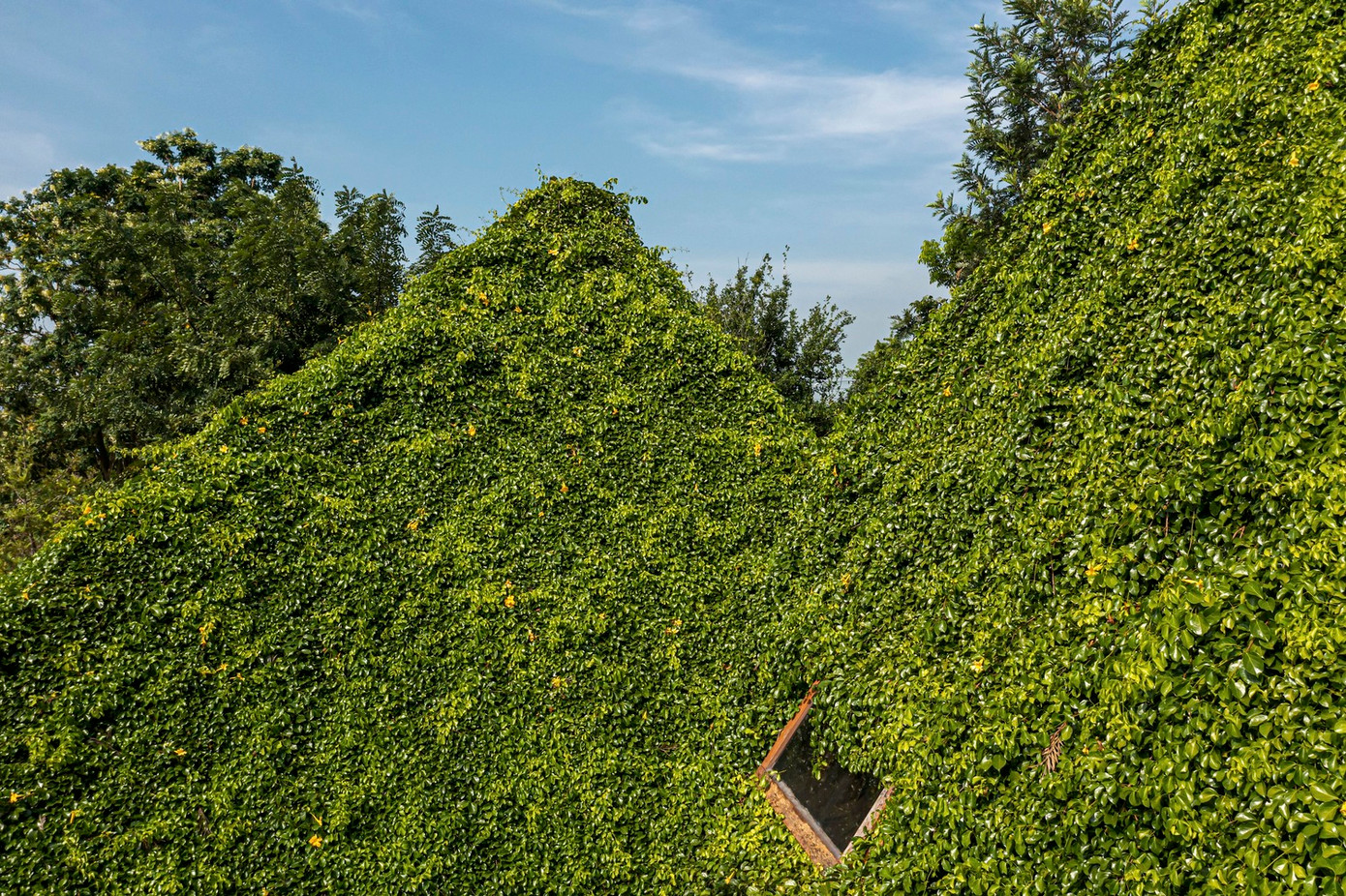 Cây kèn vàng được chọn làm một phần của ngôi nhà vì tán lá rậm rạp và hoa nở theo mùa, tạo thêm nét thú vị cho ngôi nhà vào các mùa khác nhau. Cây kèn vàng được chọn làm một phần của ngôi nhà vì tán lá rậm rạp và hoa nở theo mùa, tạo thêm nét thú vị cho ngôi nhà vào các mùa khác nhau.