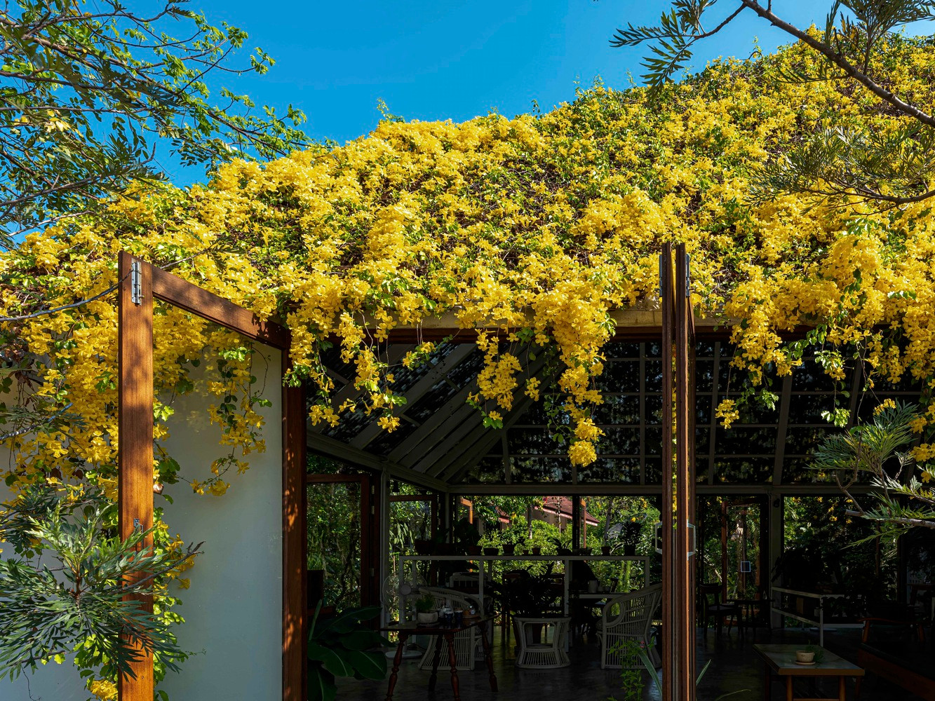 Cây kèn vàng được chọn làm một phần của ngôi nhà vì tán lá rậm rạp và hoa nở theo mùa, tạo thêm nét thú vị cho ngôi nhà vào các mùa khác nhau. Cây kèn vàng được chọn làm một phần của ngôi nhà vì tán lá rậm rạp và hoa nở theo mùa, tạo thêm nét thú vị cho ngôi nhà vào các mùa khác nhau.