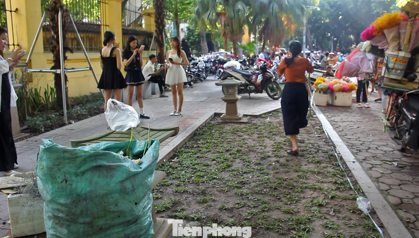 Bãi cỏ mới trồng ở khu vực vỉa hè chưa kịp tươi tốt, đã bị nhiều “nàng thơ” và người qua lại dẫm nát.