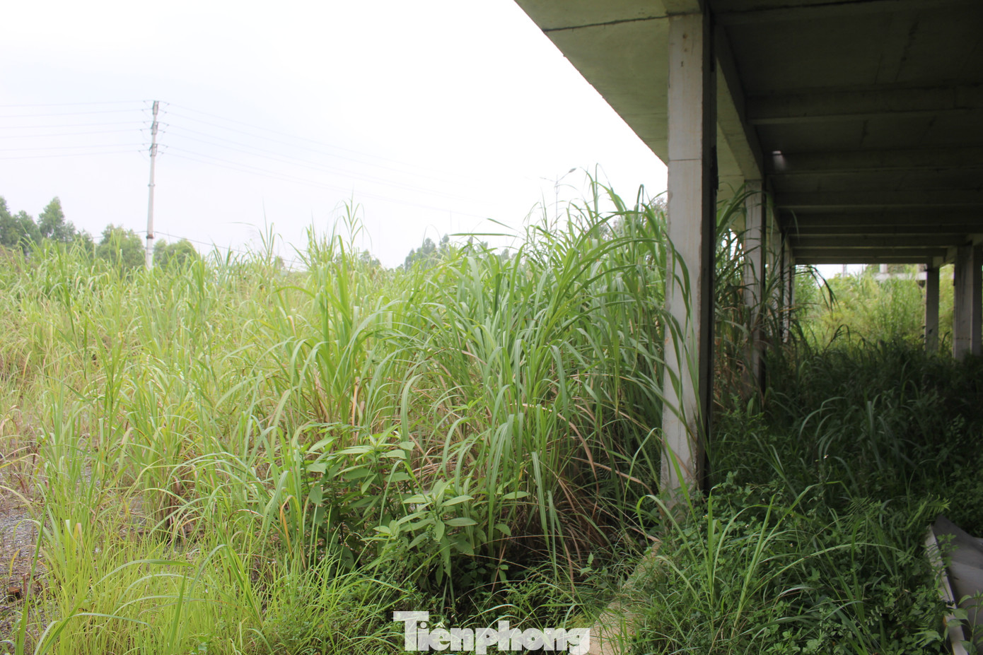 Liên quan đến dự án FLC Phú Thọ, sau hơn 1 năm bị “khai tử”, đại dự án ngày nào nay đã bị cỏ cây bao phủ.