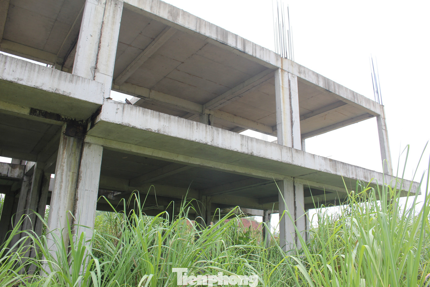 Liên quan đến dự án FLC Phú Thọ, sau hơn 1 năm bị “khai tử”, đại dự án ngày nào nay đã bị cỏ cây bao phủ.