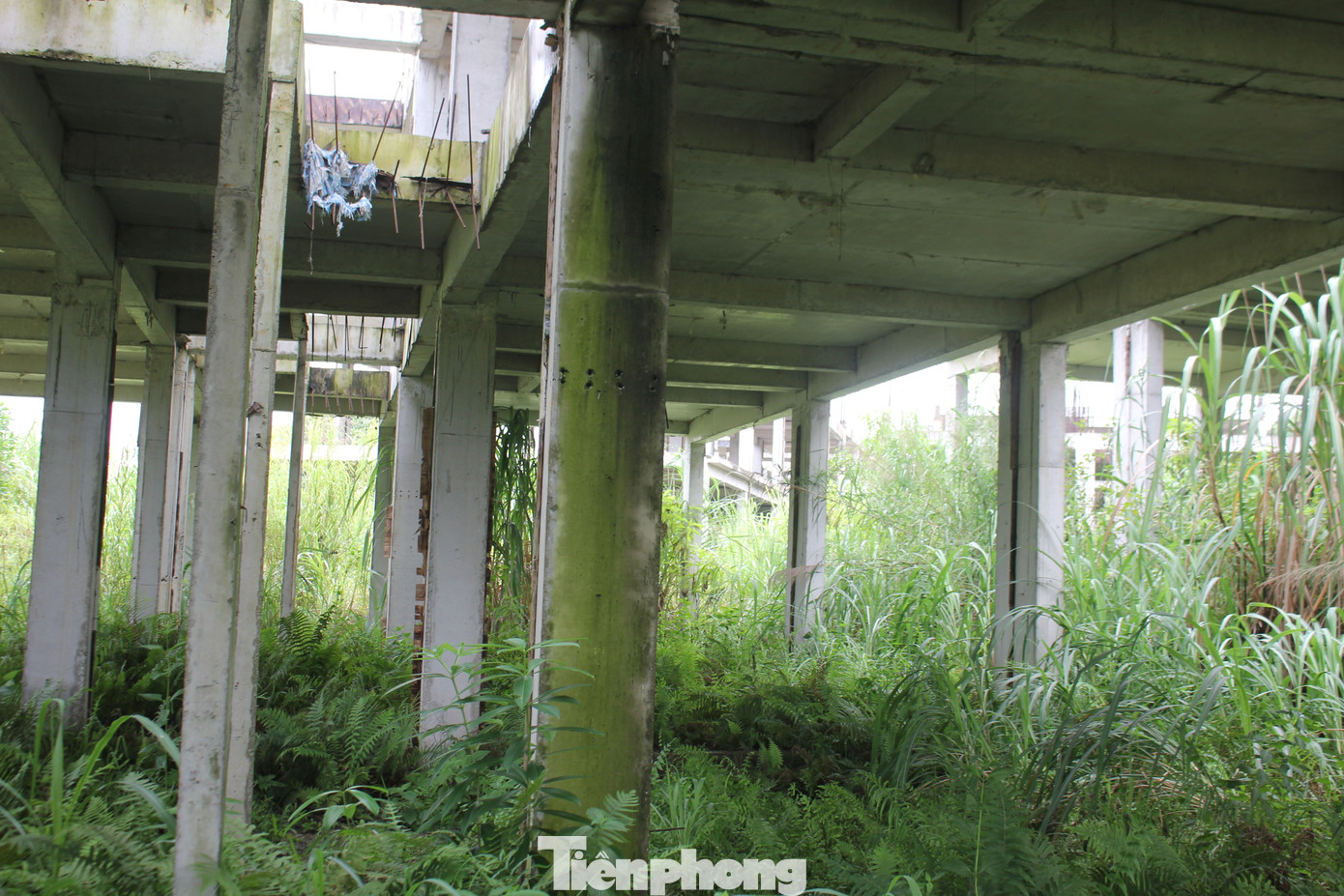 Dãy nhà liền kề xây dựng dở dang, nay quanh năm ngập nước, sắt thép hoen gỉ.