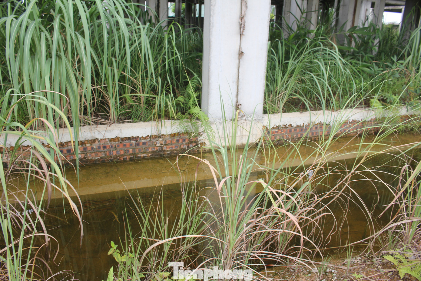 Dãy nhà liền kề xây dựng dở dang, nay quanh năm ngập nước, sắt thép hoen gỉ.