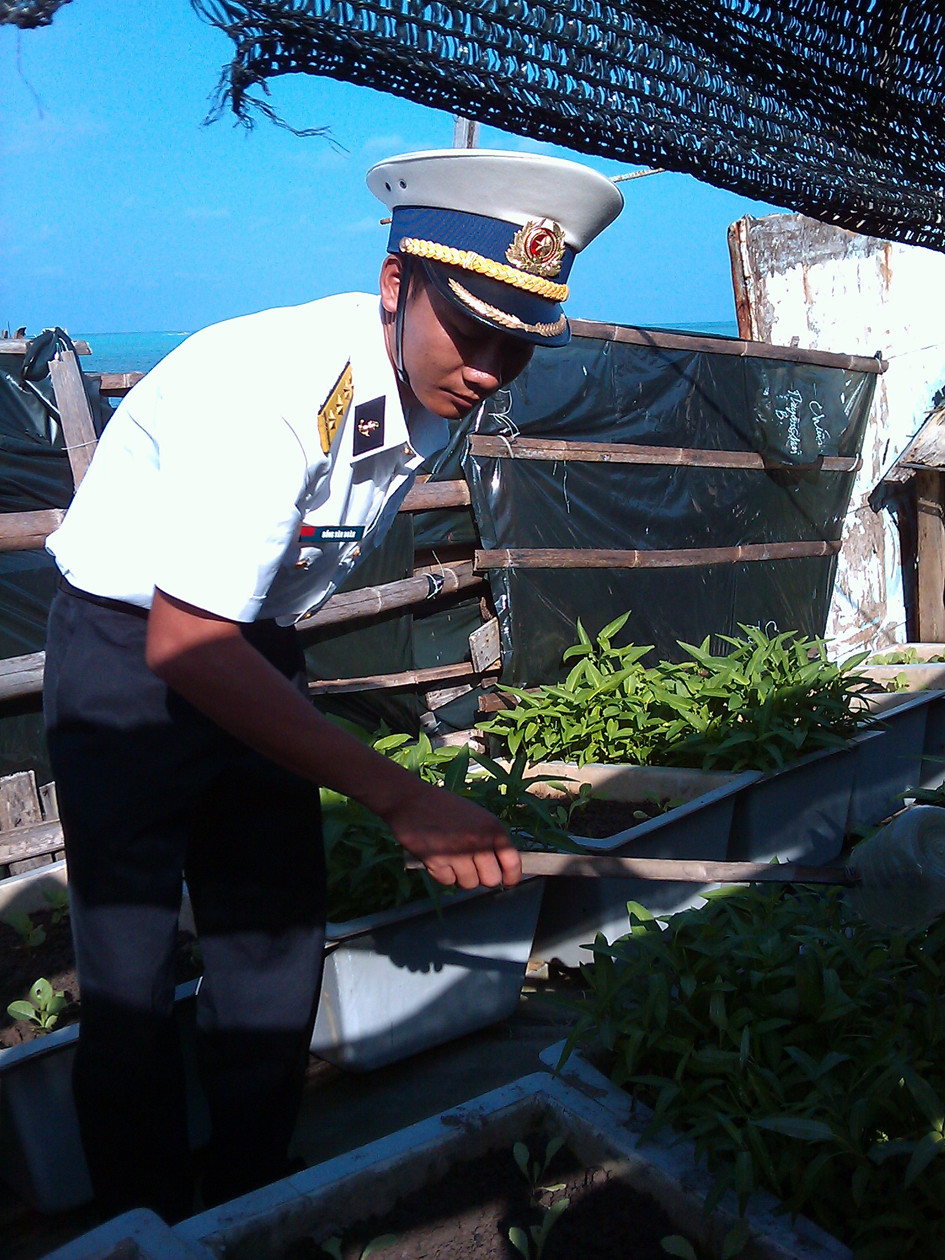 Cẩn thận chăm chút từng luống rau xanh