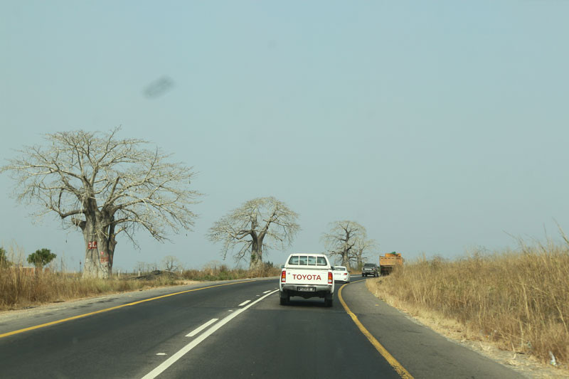 Xuyên suốt Angola là những rừng cây bao báp sừng sững, hiên ngang