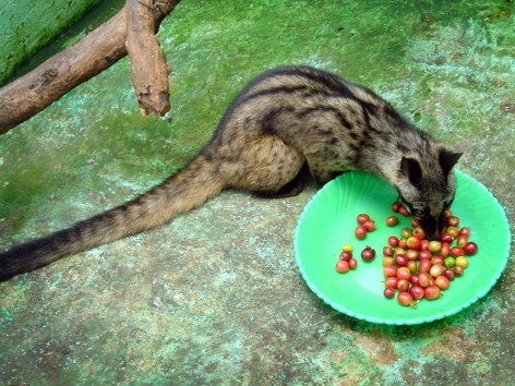 Chồn ăn quả cà phê. Chồn ăn quả cà phê