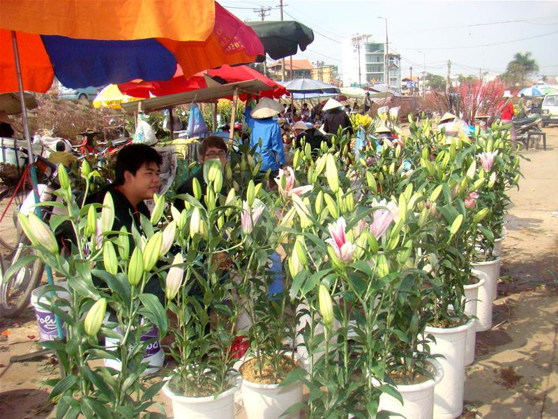 Hoa ly đang là xu hướng chơi mới của người dân. Hoa bền, giá cả phải chăng, chỉ cần 50 - 70 nghìn là bạn có một gốc ly đẹp chơi Tết