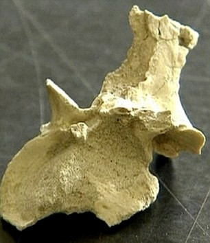 Hóa thạch xương khủng long