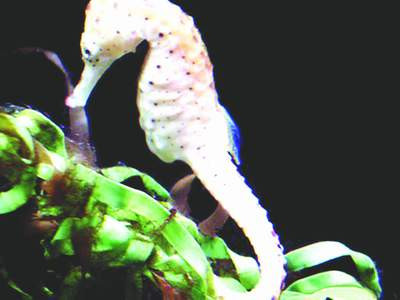 Dược thiện cho phụ nữ lãnh cảm ảnh 1