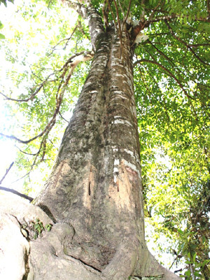 Những cây dó to cao thế này ngày càng hiếm hoi