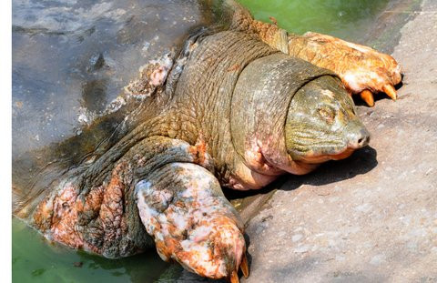 Nắng ấm làm cho vết thương của cụ rùa có vẻ như khó chịu hơn