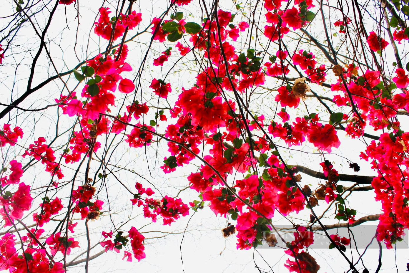 Hoa giấy là loài có đặc tính ưa nắng và thường nở rộ vào mùa hè. Cánh hoa giấy mềm mại, màu sắc tươi tắn tạo nên một khung cảnh đẹp như trong tranh vẽ. Nhiều sinh viên đánh giá, khi tản bộ qua các giàn hoa giấy trên đường hoa giấy, sinh viên cảm nhận được không gian thư giãn, bình yên.