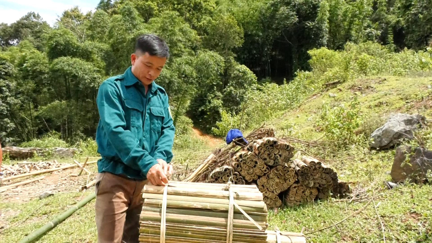 Sản phẩm từ cây vầu phục vụ trong lĩnh vực xây dựng, làm đũa, tăm, đồ gia dụng...