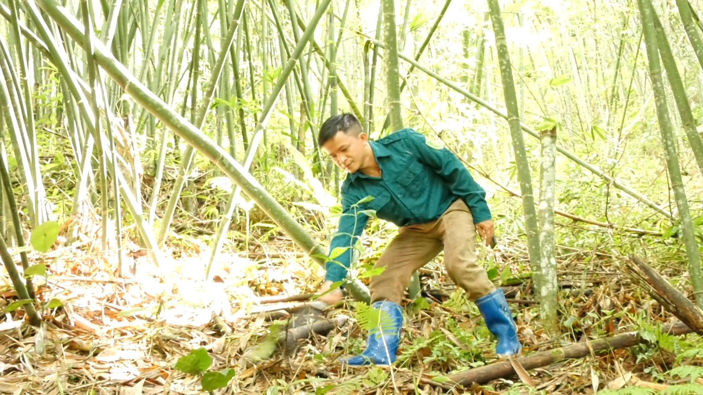 Anh Lương Văn Tuyên, ở bản Giàng, xã Yên Khương chuyển đổi diện tích đất lâm nghiệp kém hiệu quả sang trồng cây Vầu đã được gần 6 năm nay, bước đầu mang lại hiệu quả kinh tế cho gia đình.