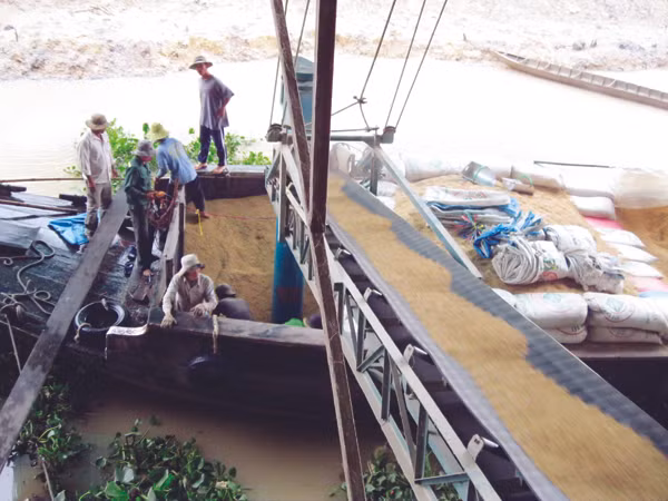 Cty Bảo vệ Thực vật An Giang thu mua lúa cho nông dân tại xã Tân Chí Công, huyện Tân Hồng, Đồng Tháp Ảnh: Anh Hào