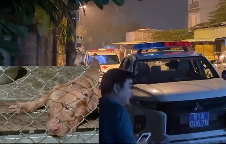 Hiện trường xảy ra vụ việc (ảnh lớn) và con chó gây ra vụ chết người (ảnh nhỏ)