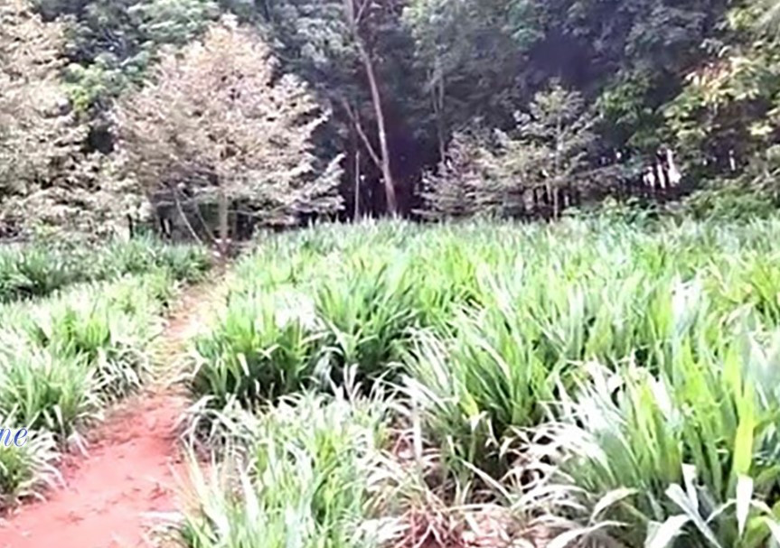 Hiện trường phát hiện thi thể người phụ nữ Hiện trường phát hiện thi thể người phụ nữ