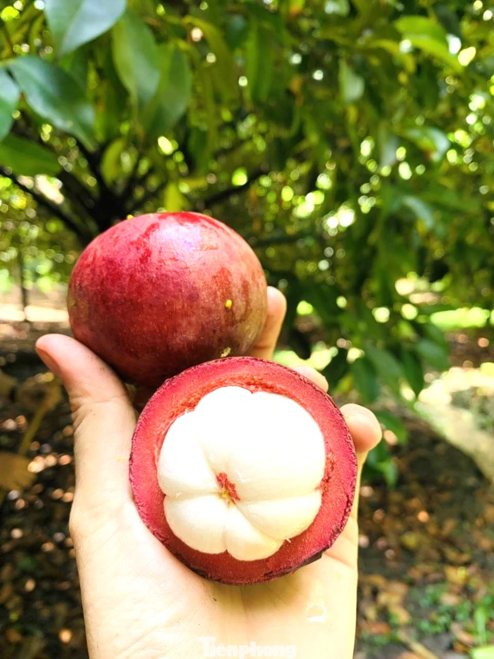 Được biết, từ ngày 22 đến 28/5, Bình Dương tổ chức lễ hội trái cây tại khu vực Cầu Ngang (TP Thuận An). Lễ hội sẽ diễn ra với các nội dung sôi nổi, như: Hội thi duyên dáng miệt vườn, hội chợ trái cây và giống cây trồng, hội chợ thương mại với quy mô hơn 50 gian hàng, liên hoan ẩm thực với chủ đề “Đậm đà hương vị quê hương”.