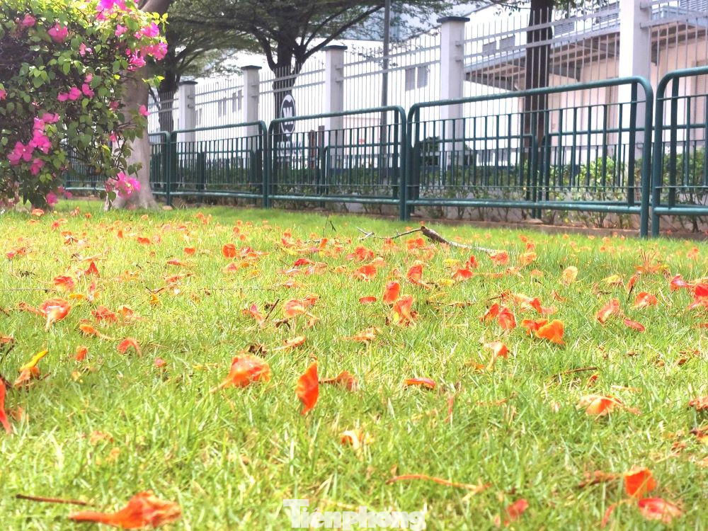 Sự xuất hiện của hoa phượng, phần nào đó làm giảm đi ngột ngạt của các nhà máy công nghiệp