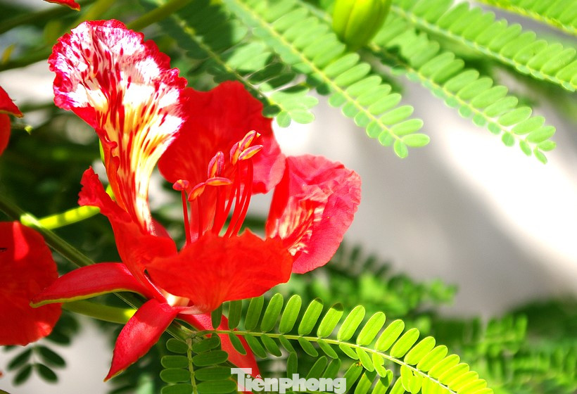 Màu đỏ hoa phượng làm say đắm lòng người