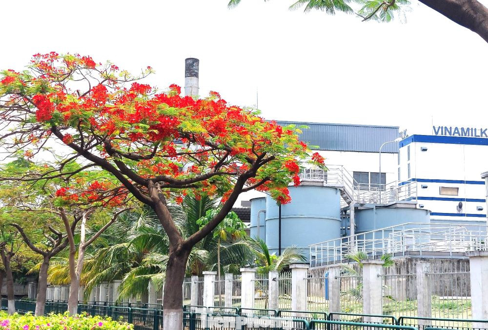 Hoa phượng nở rực cạnh nhà máy sản xuất, tạo nên khung cảnh tuyệt đẹp