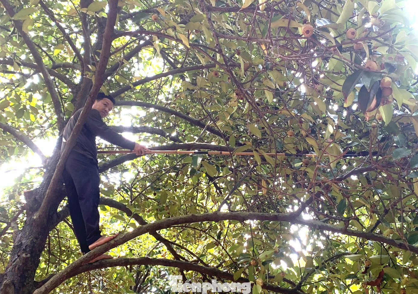 Theo các nhà vườn, bán măng xanh không bị hao hụt, 10 trái lấy được cả 10, trọng lượng trái nặng lại tốn ít công, ít thời gian chăm sóc bởi từ khi ra hoa đến khi thu hoạch trái xanh chỉ mất 2 đến 2,5 tháng, trong khi đợi măng chín phải mất khoảng 3 đến 3,5 tháng, chưa kể phải trừ hao trái sượng, hư thúi.