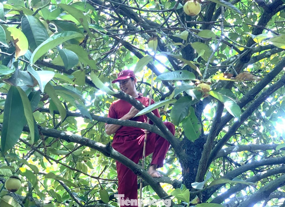 Anh Trần Văn Sang, chủ vườn măng cụt ở phường Bình Nhâm (thành phố Thuận An, Bình Dương) cho biết, mỗi ngày thuê từ 20 - 45 người vừa hái vừa gọt vỏ để giao cho khách vẫn không kịp.