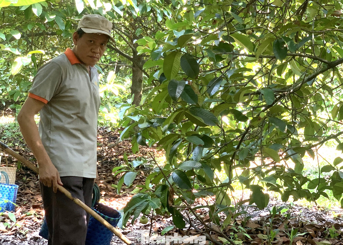 “Tôi cho họ mang về nhà gọt vỏ rồi tính tiền theo sản phẩm cho kịp. Tiền công cứ 10.000 đồng/kg. Trung bình mỗi ngày, một người có thể gọt được khoảng 40kg. Giá măng cụt cao và bán nhanh chỉ diễn ra trong năm nay thôi chứ trước đây bình thường”, anh Sang cho biết.